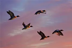 Small flock of birds against a pink and purple cloudy sky