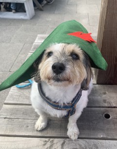 Small, cute black and white dog called badger wearing a Robin Hood hat